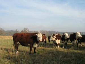 Cows in a field
